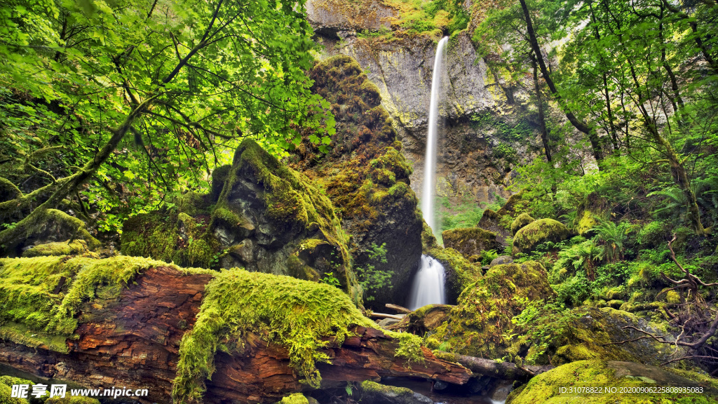 自然风景树林摄影图