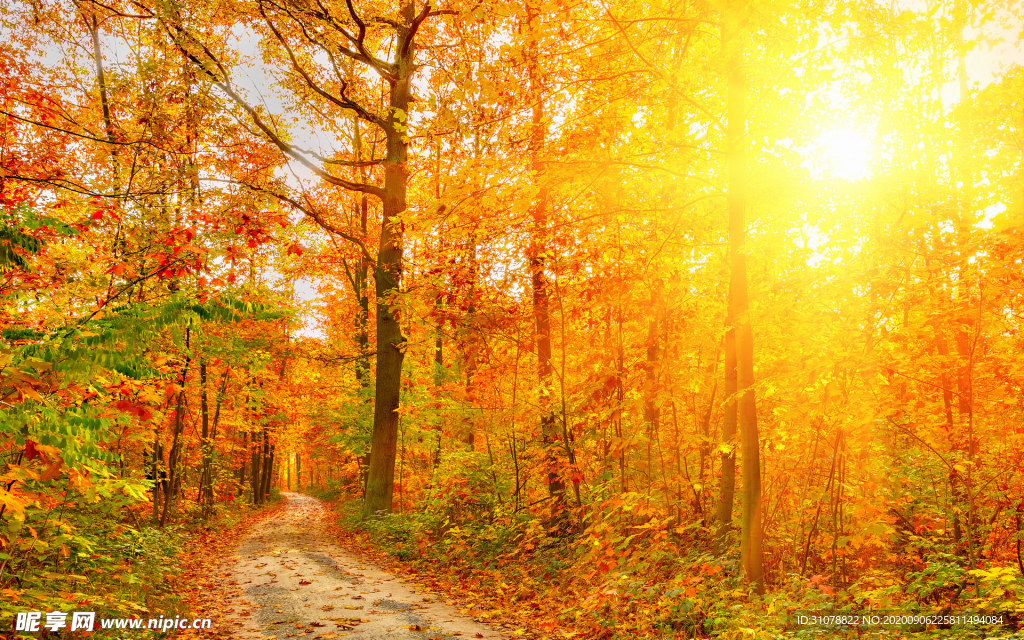 自然风景树林摄影图