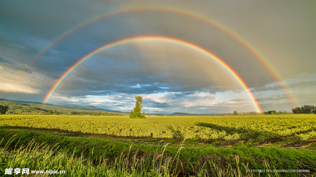 自然风景树林摄影图