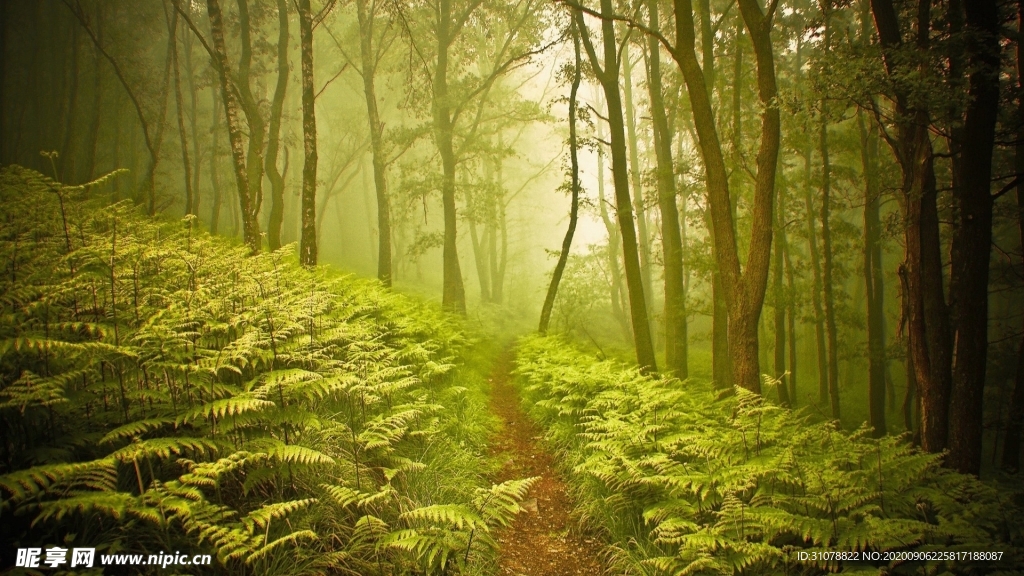 自然风景树林摄影图