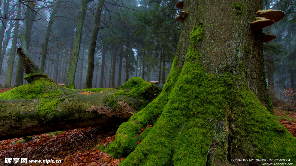 自然风景树林摄影图