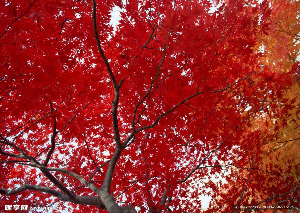 自然风景树林摄影图