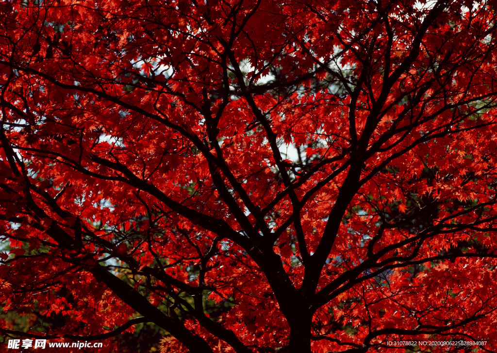 自然风景树林摄影图