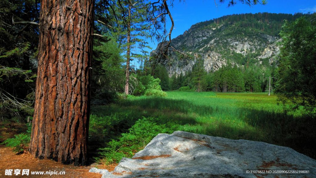 自然风景树林摄影图