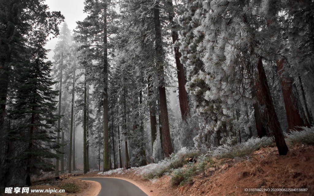 自然风景树林摄影图