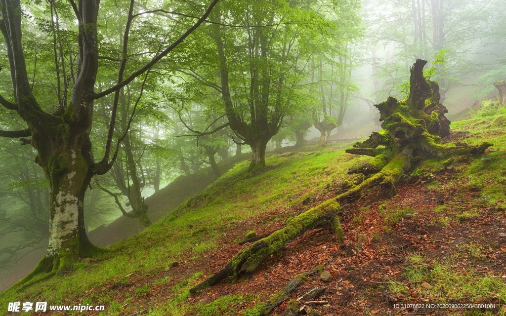 自然风景树林摄影图