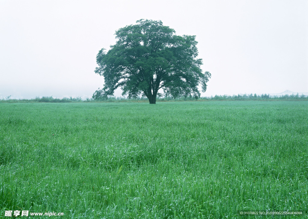 自然风景树林摄影图