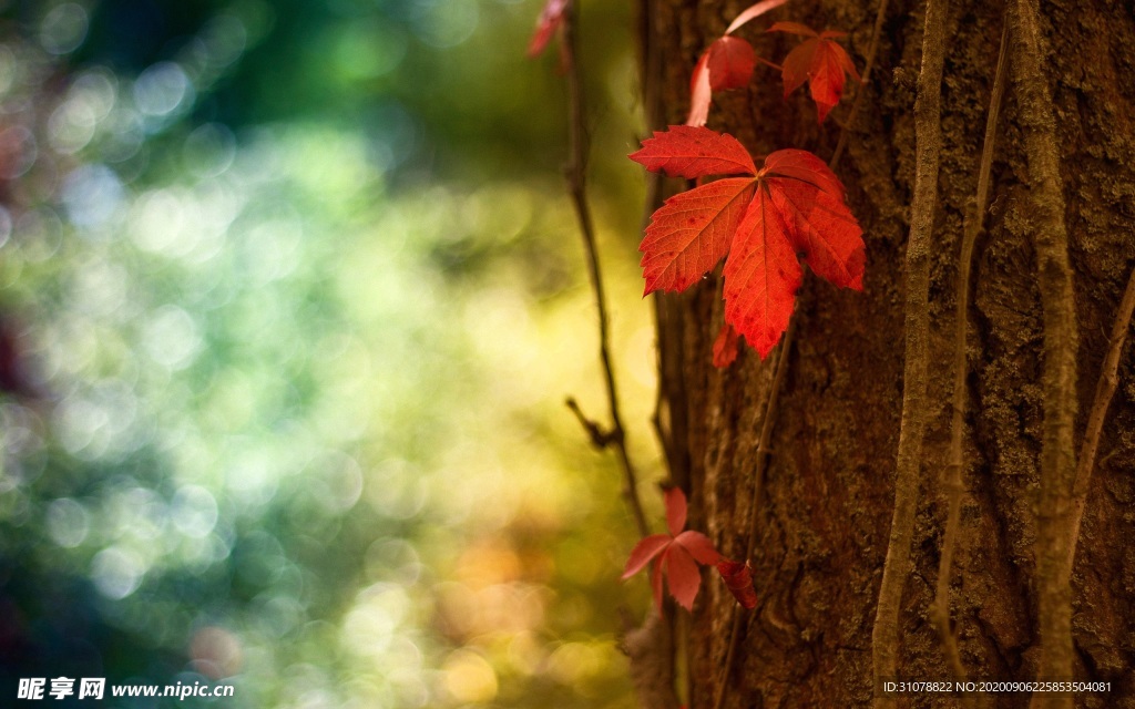 自然风景树林摄影图
