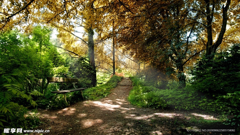 自然风景树林摄影图