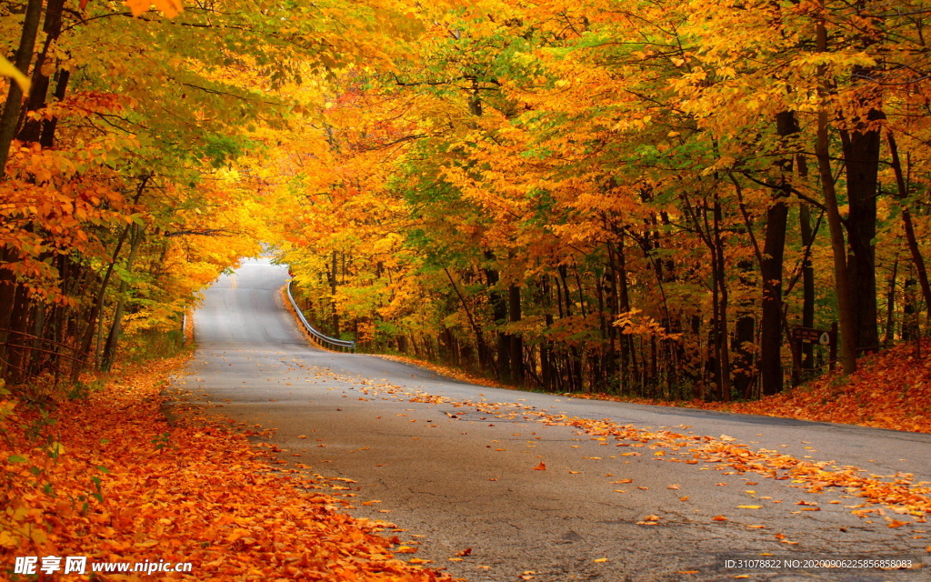 自然风景树林摄影图