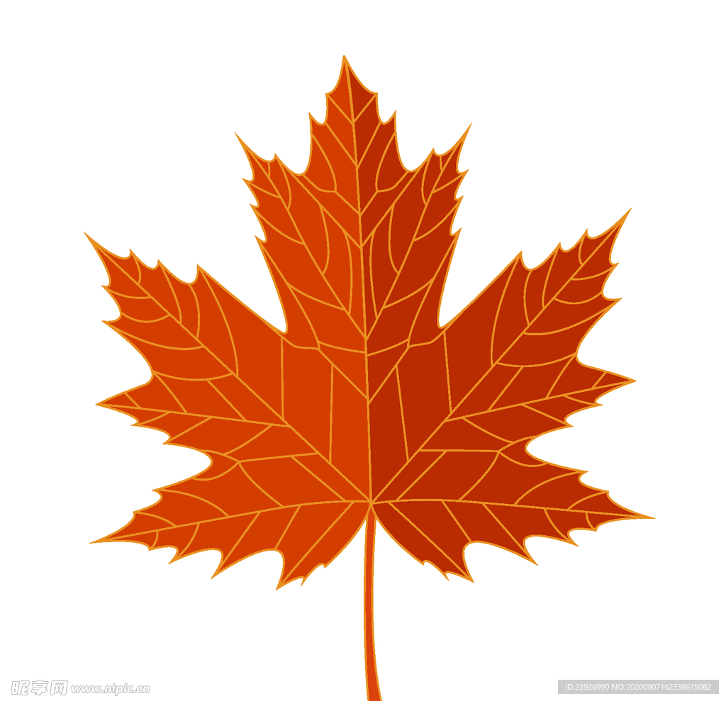 手绘枫叶