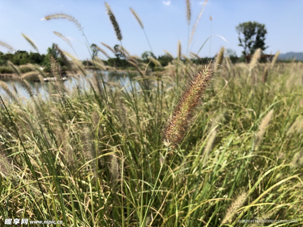 良渚遗址公园 湿地景观