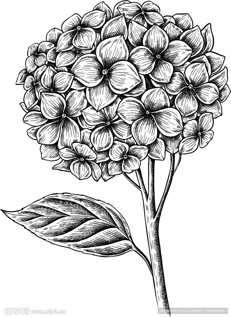 花朵素描图片