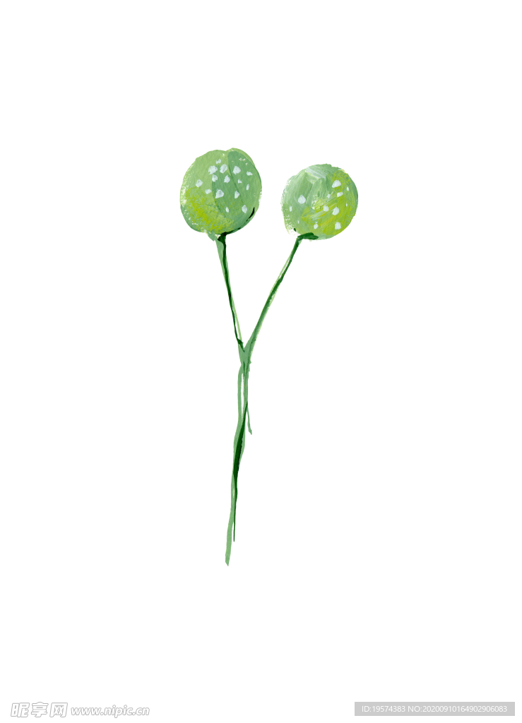 水粉花卉素材花型