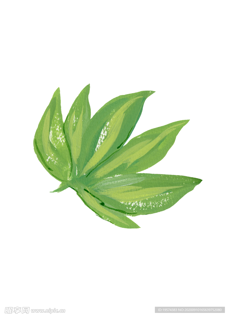 水粉花卉素材花型