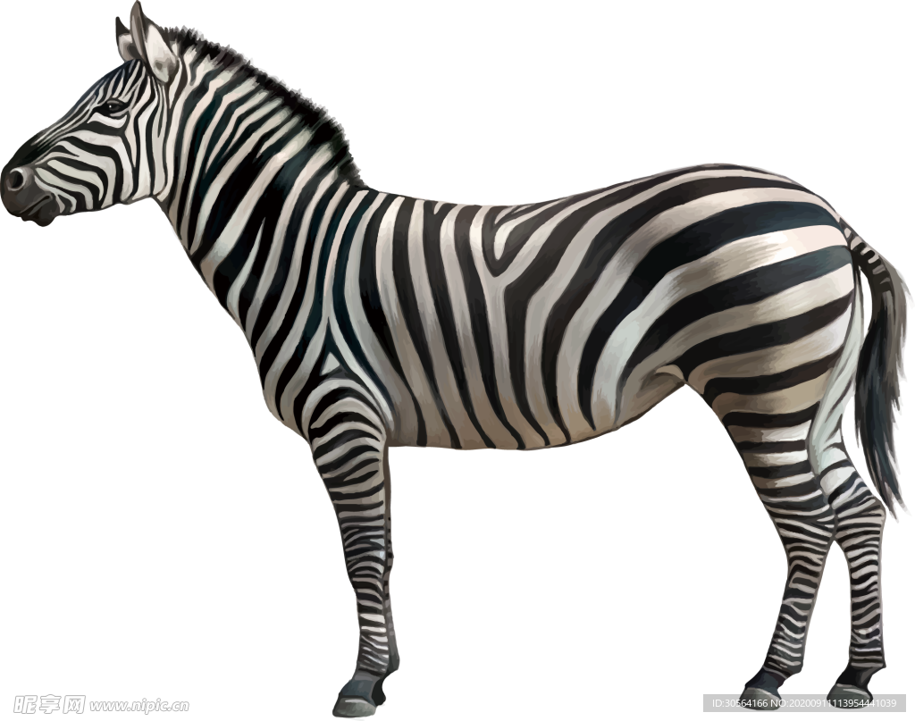 斑马水彩动物生物装饰素材