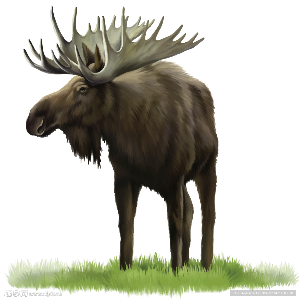 麋鹿动物生物水彩装饰素材