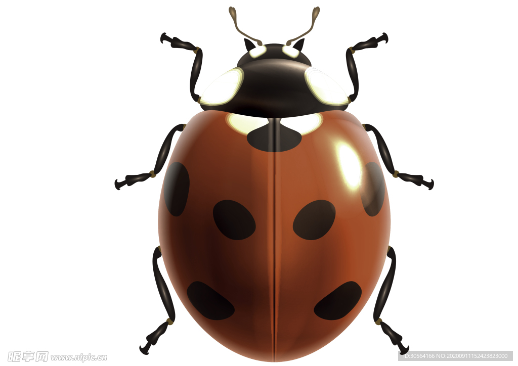 甲壳虫动物生物装饰素材