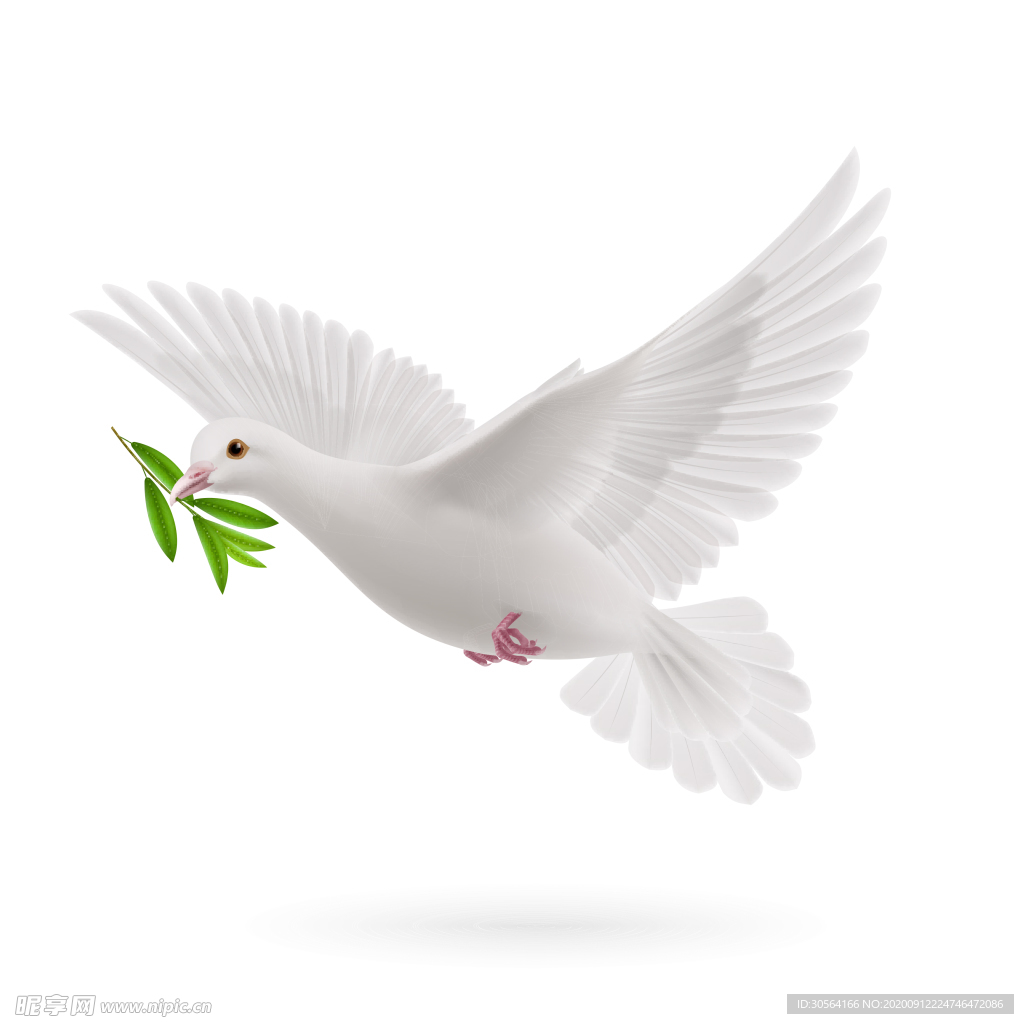 鸽子白色和平公益海报素材