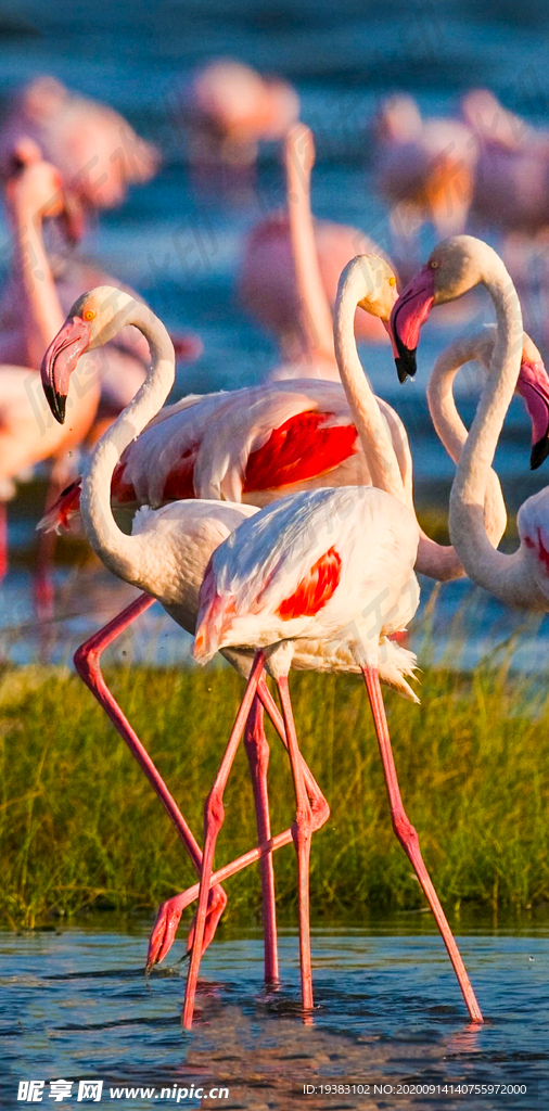 火烈鸟群聚会