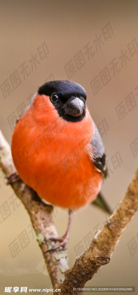 我是一只小小小小鸟