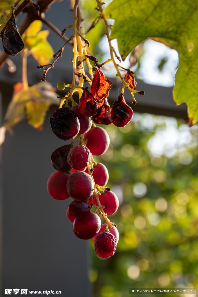 葡萄  秋