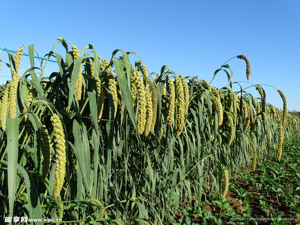 小米丰收季节