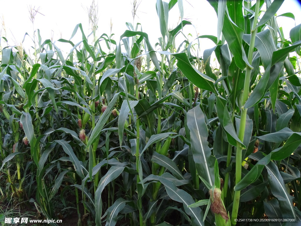 玉米地