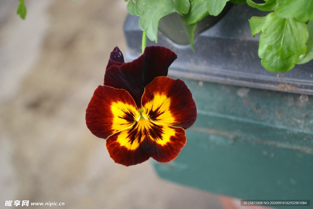 三色堇 花卉 花草 花海 花