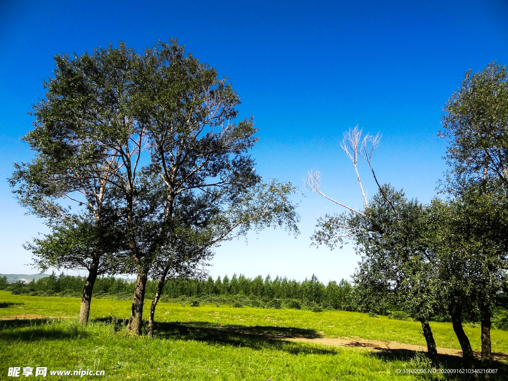 草原上的树林