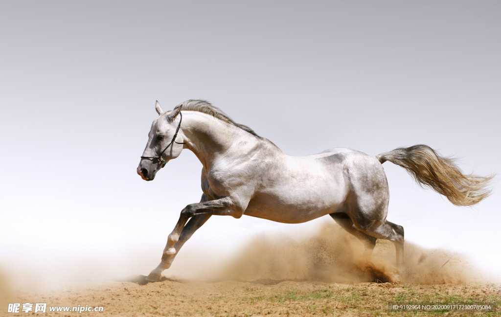 奔跑的马