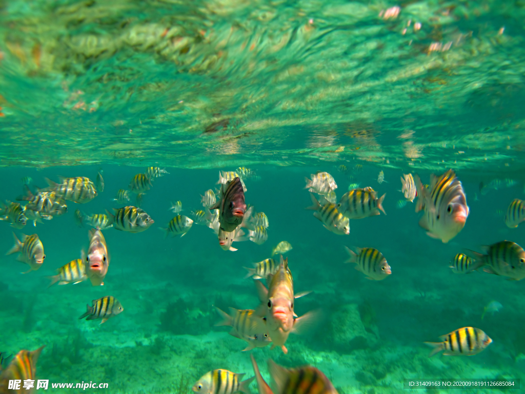 水中鱼群