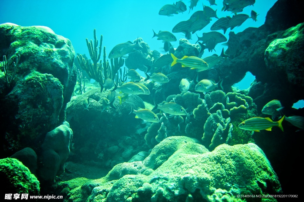 海底鱼群