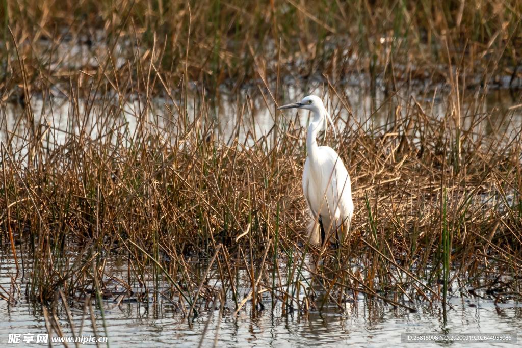 白鹭 芦苇