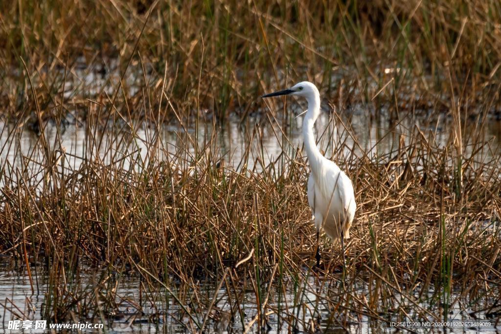 白鹭 芦苇