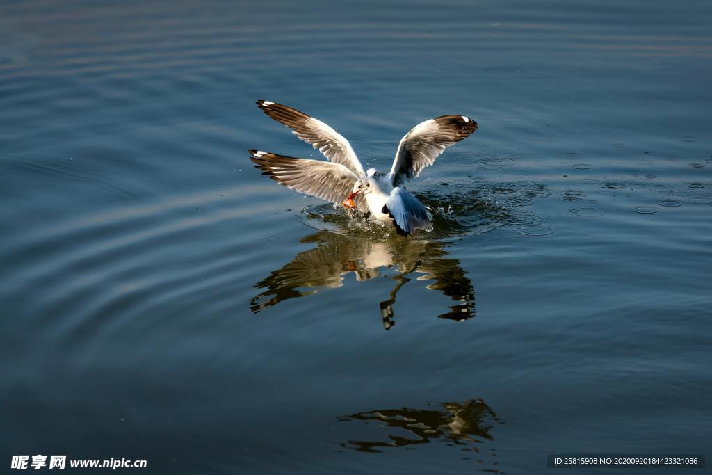 海鸥捕食
