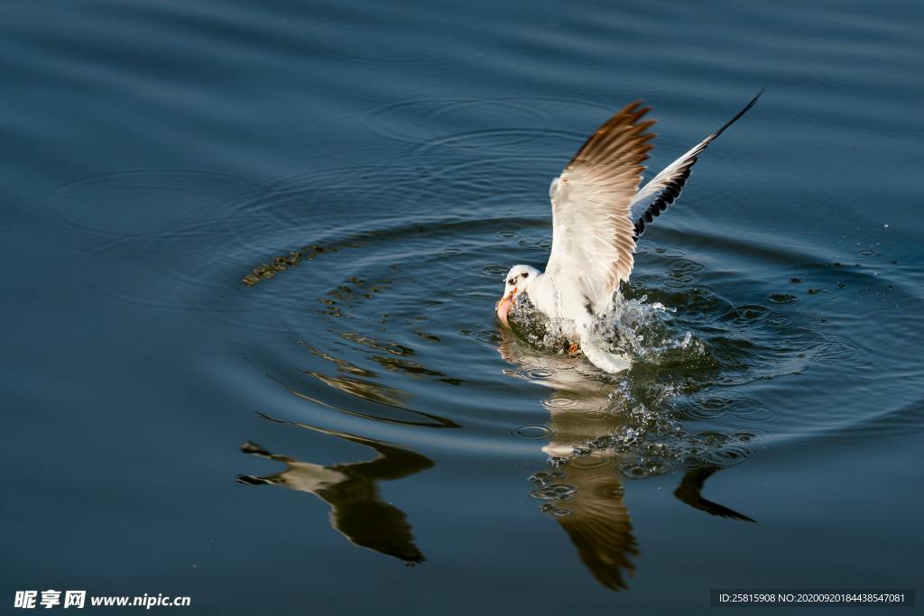 海鸥捕食