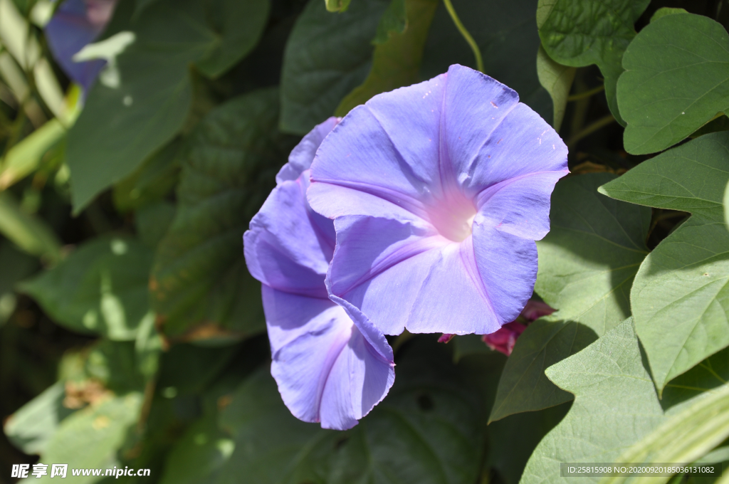 牵牛花