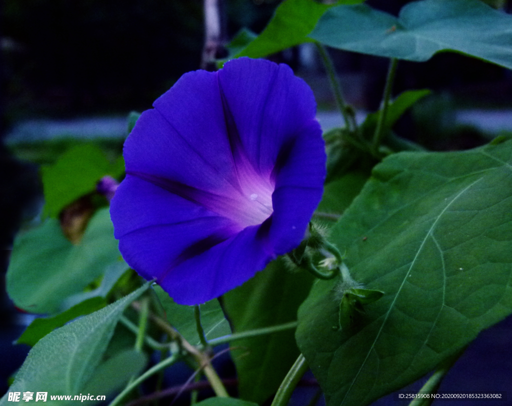 牵牛花