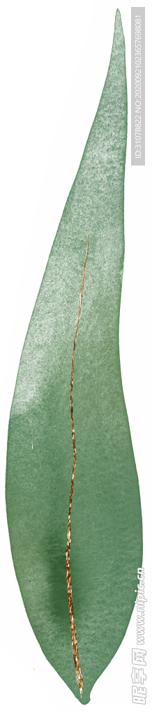 北欧小清新水彩植物图案