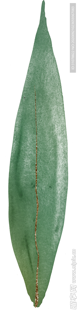 北欧小清新水彩植物图案