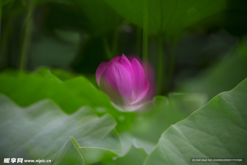 荷花