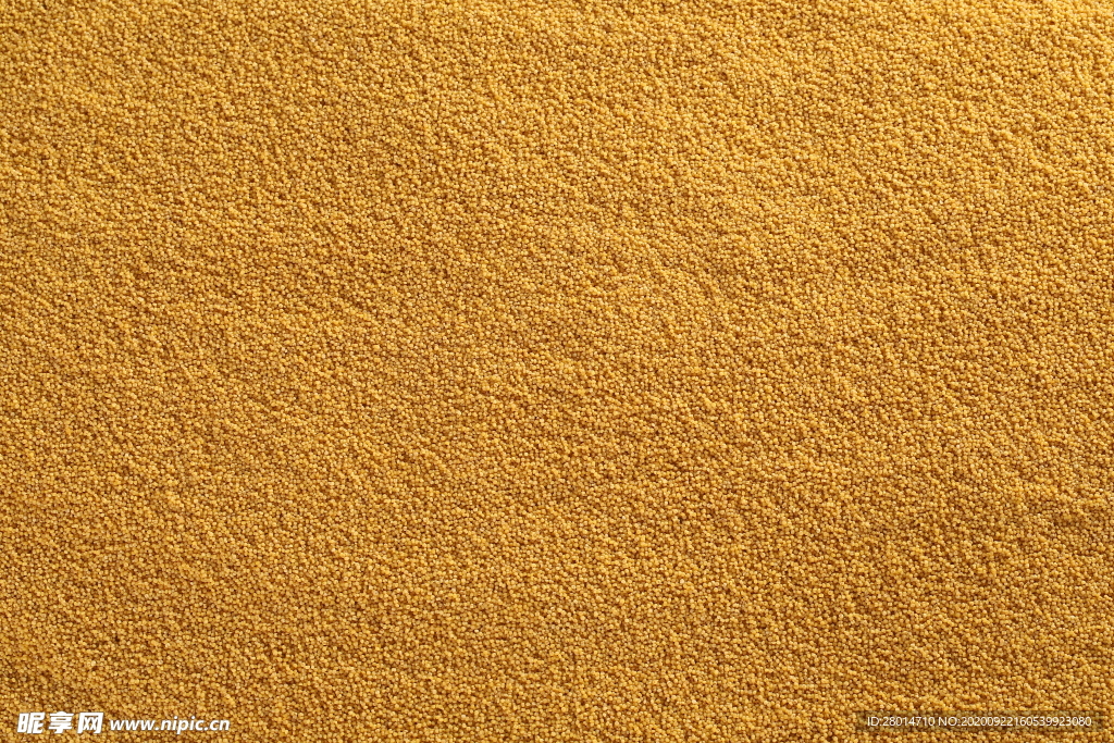 优质黄金小米图片