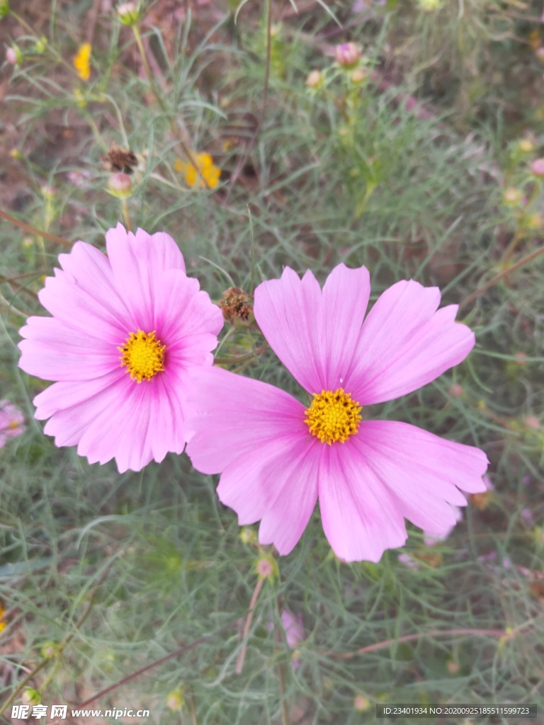 粉色 优美 格桑花