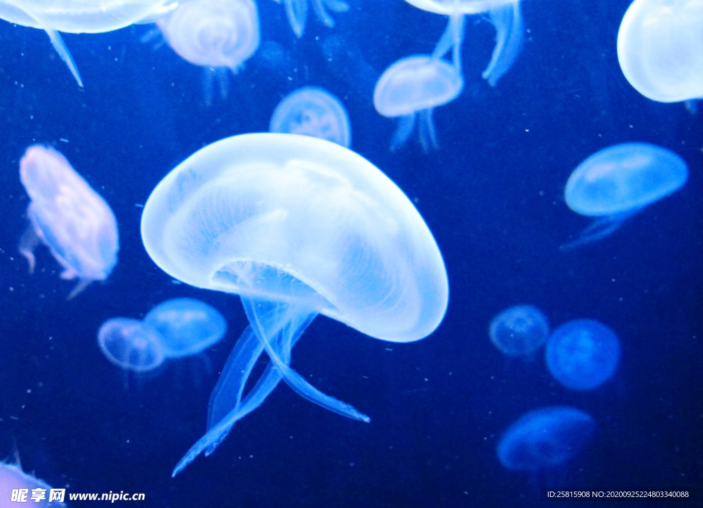 水母 深海水母 海底世界 海底