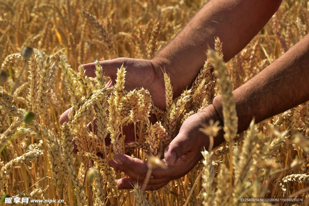 手捧麦穗