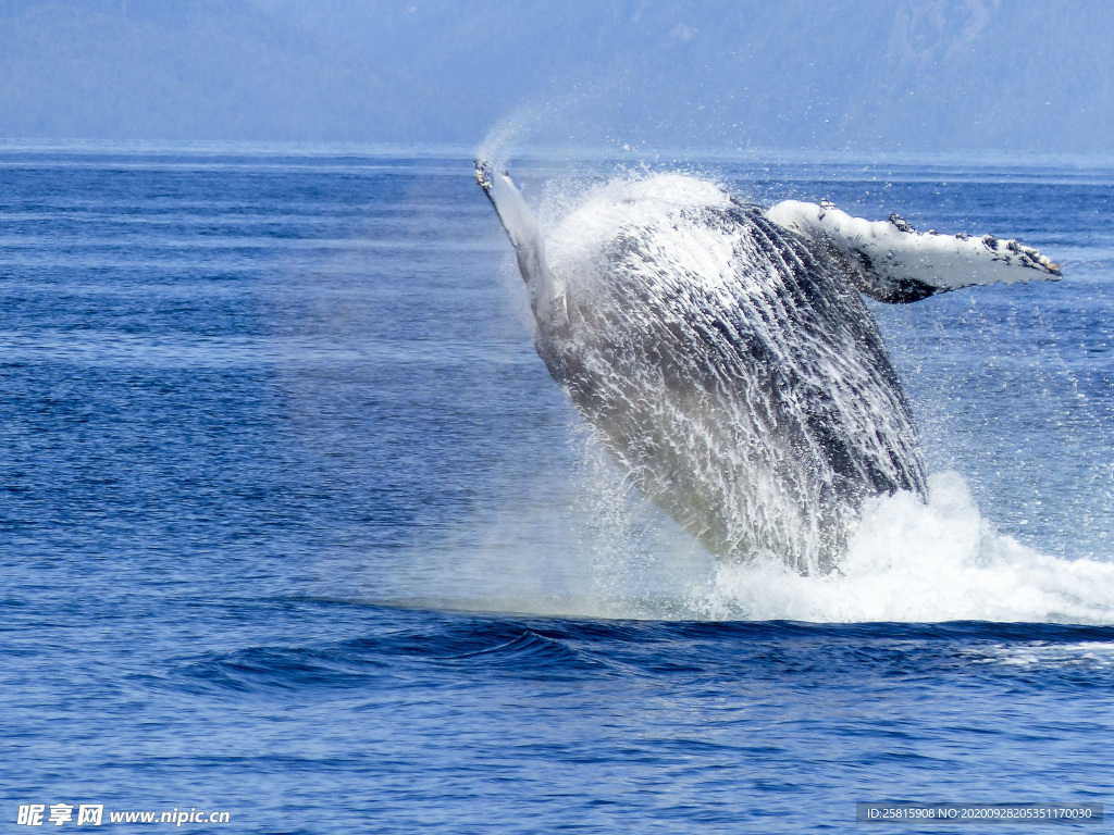 鲸鱼
