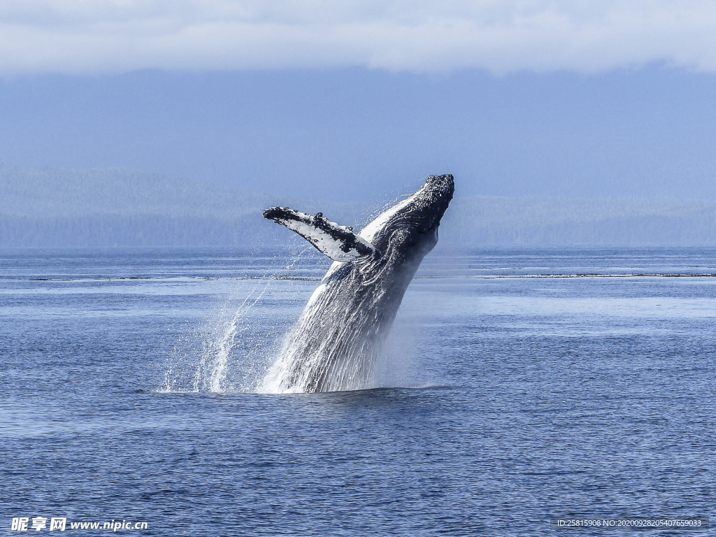 鲸鱼