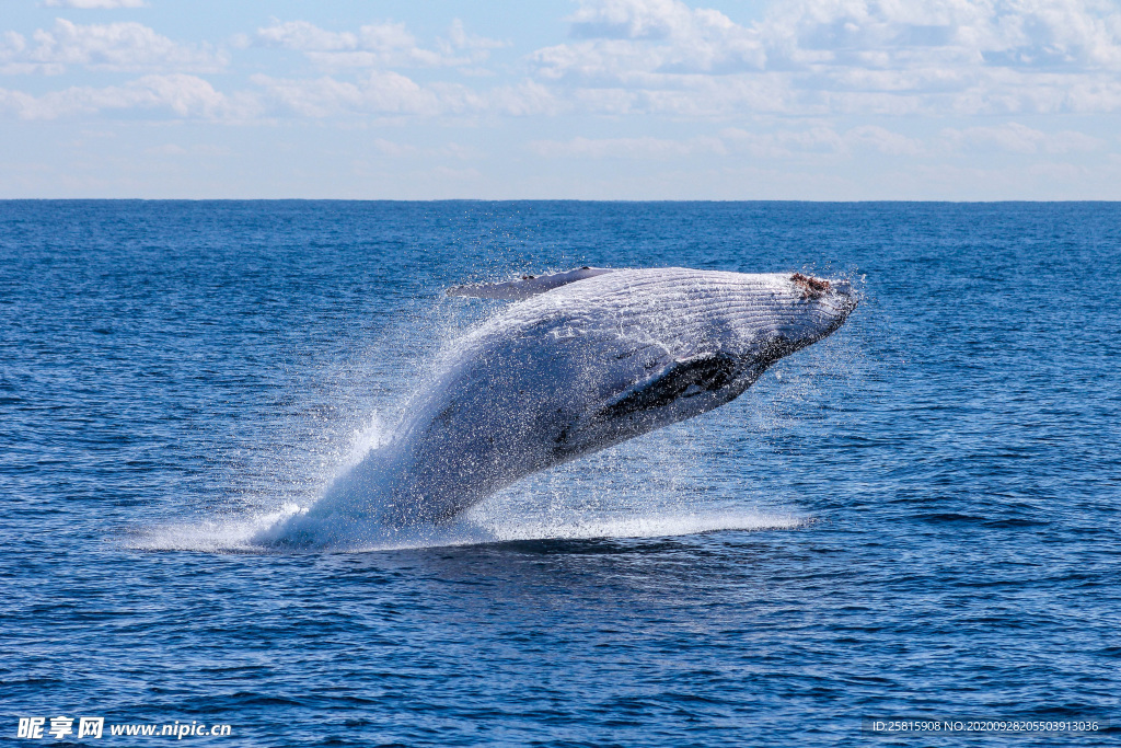 鲸鱼