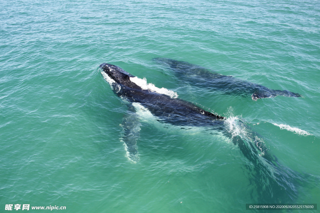 鲸鱼